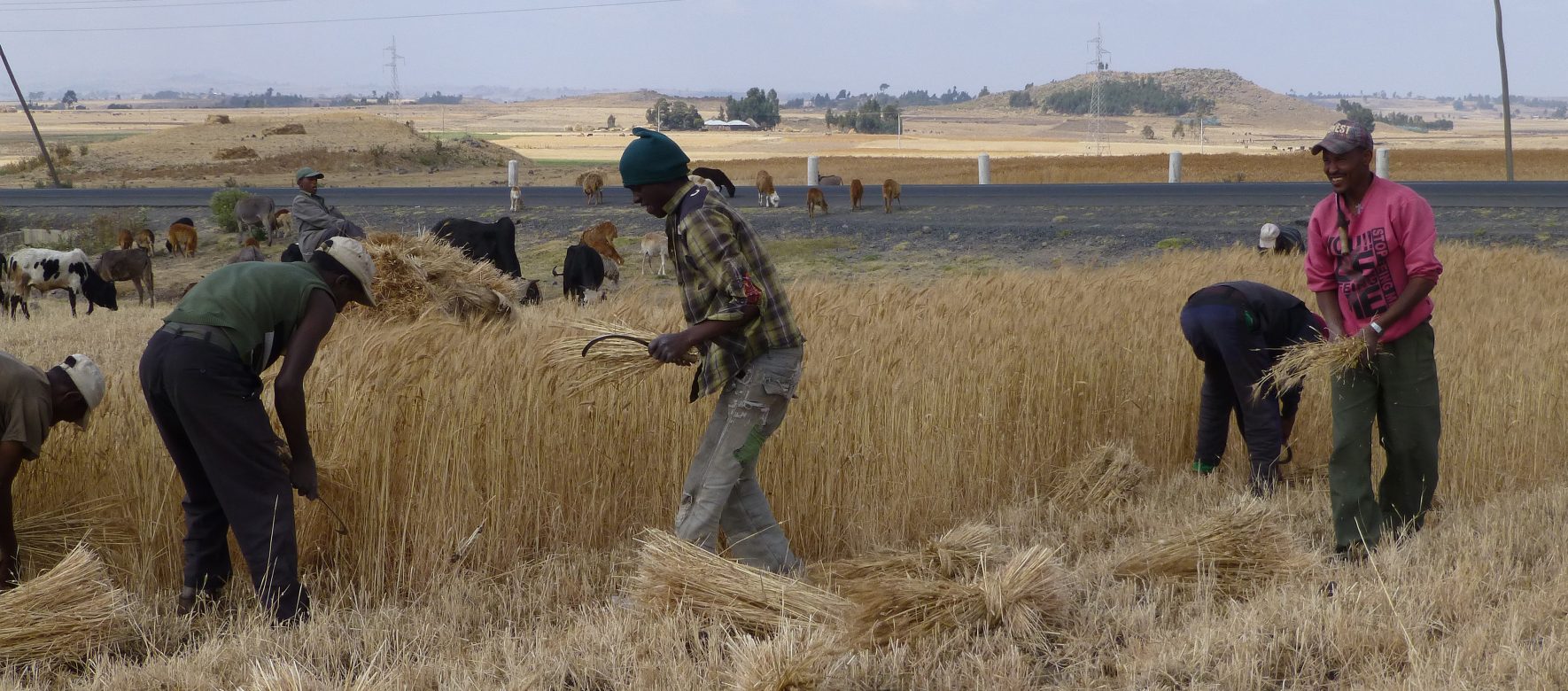 Ethiopie Récolte du blé 5