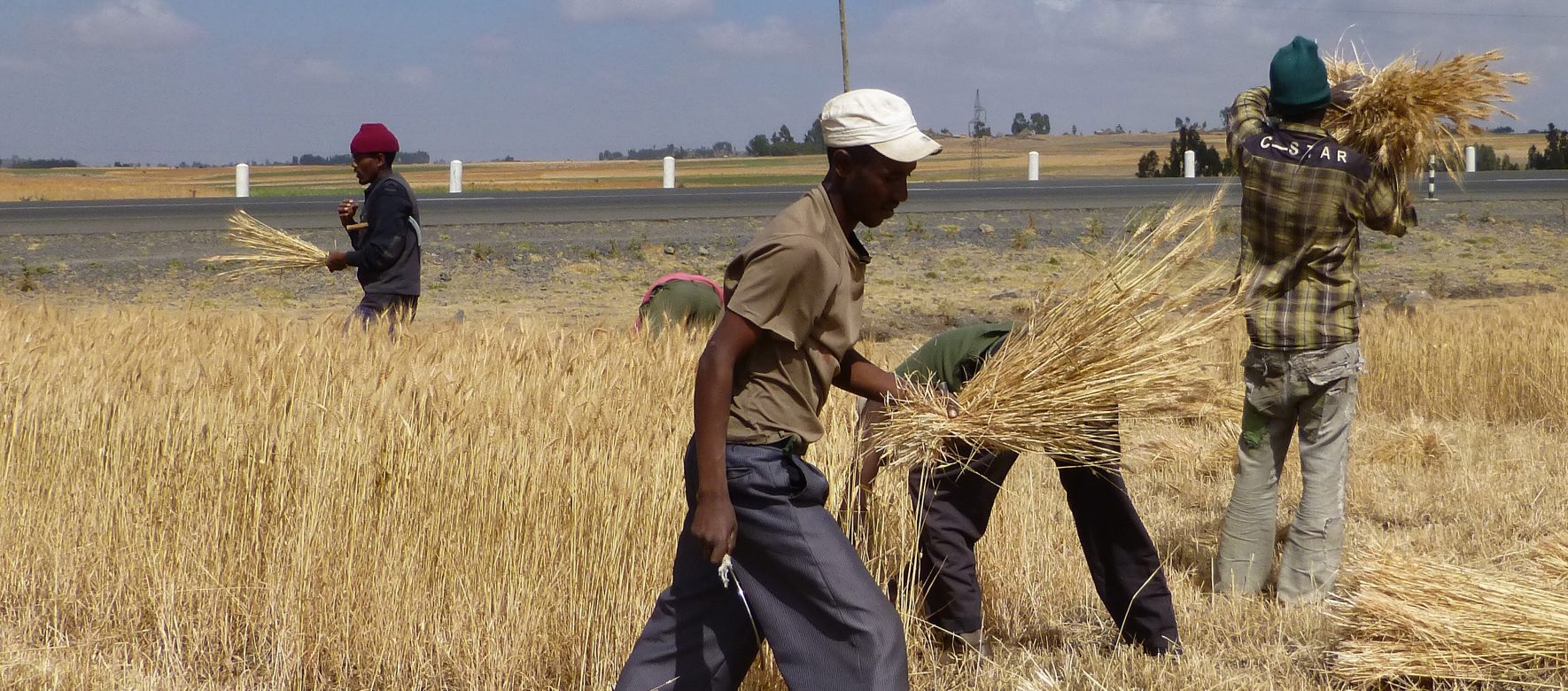 Ethiopie Récolte du blé 8