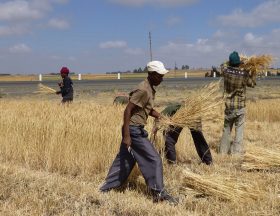 Ethiopie Récolte du blé 8