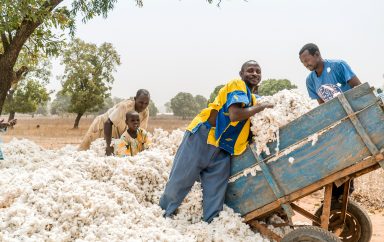Harvesting African gold