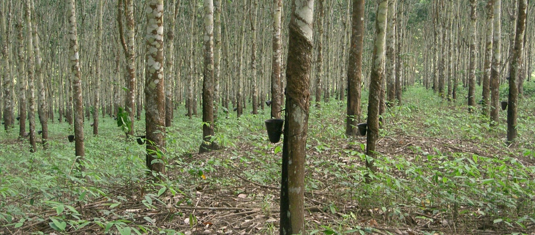 Plantation dhévéas au Cameroun