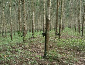 Plantation dhévéas au Cameroun