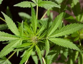 cannabis g3810ef2c2 640