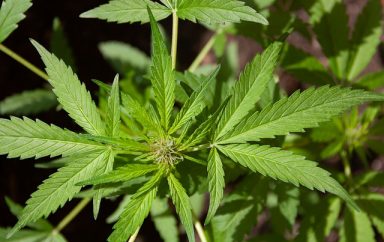 cannabis g3810ef2c2 640