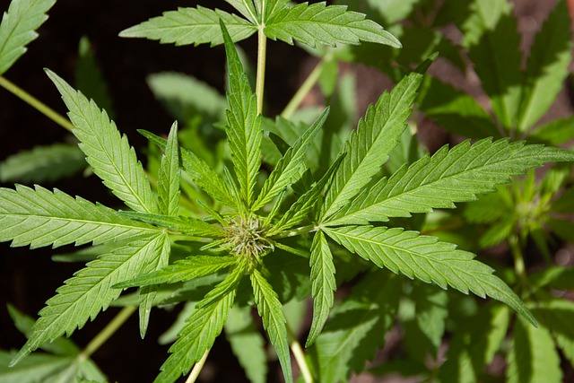 cannabis g3810ef2c2 640