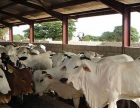 cattle breeding