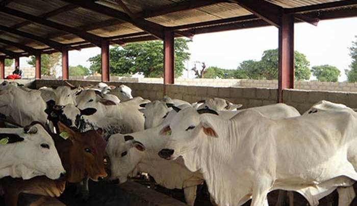 cattle breeding