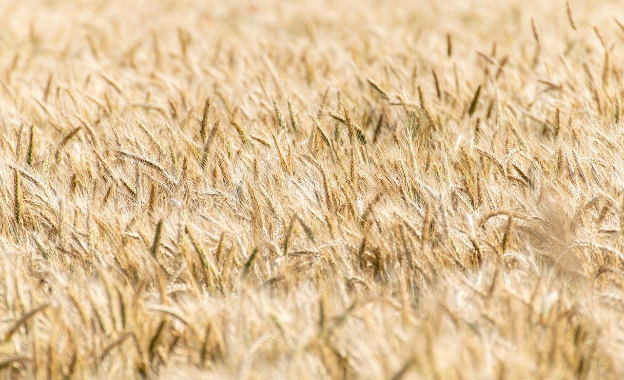 cereals g284303729 1280