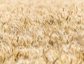 cereals g284303729 1280