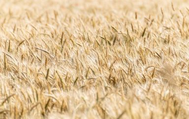cereals g284303729 1280