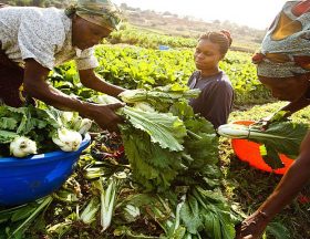 800px African Women Sorting their produce after harvest
