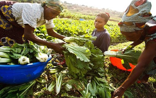 800px African Women Sorting their produce after harvest