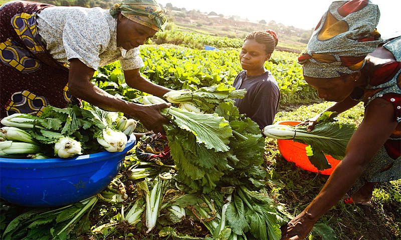 800px African Women Sorting their produce after harvest
