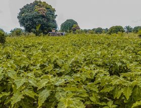 Tanzanias local vegetable farm in Kigoma