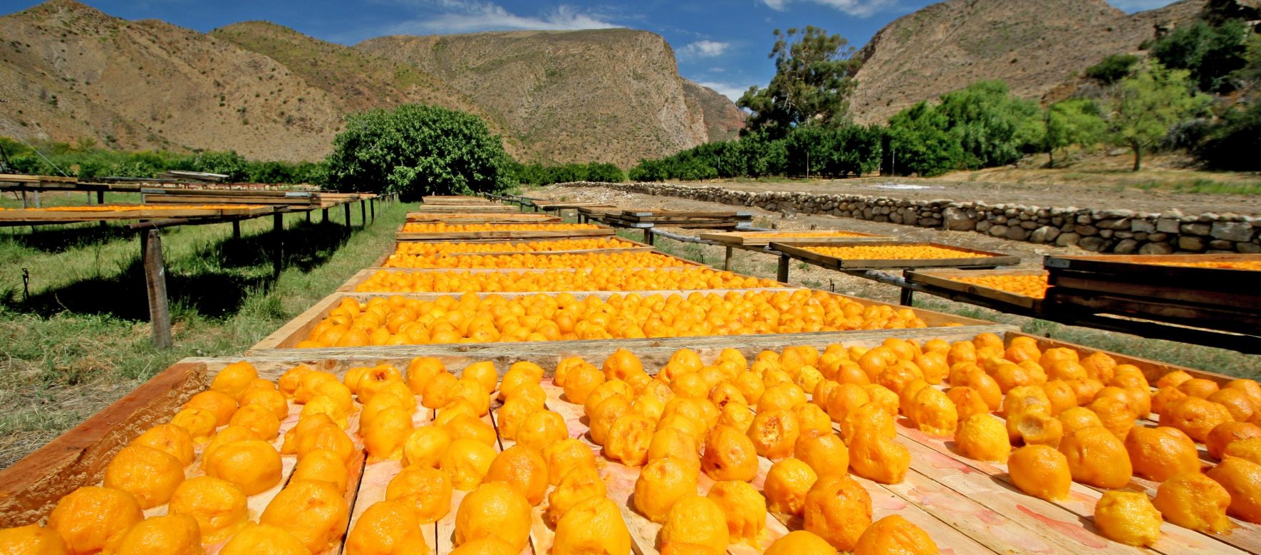 Weltevrede Farm Prince Albert South Africa 3919221778