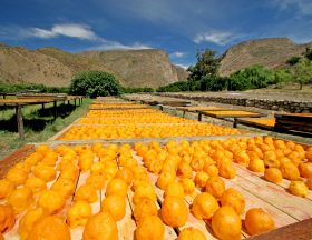 Weltevrede Farm Prince Albert South Africa 3919221778