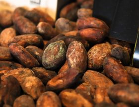 cacaobean 4000301 1280