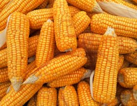 dish food produce vegetable corn agriculture 451399 pxhere.com