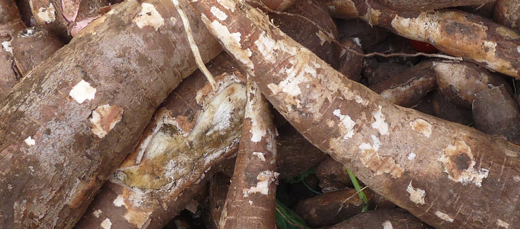 Praia Manioc