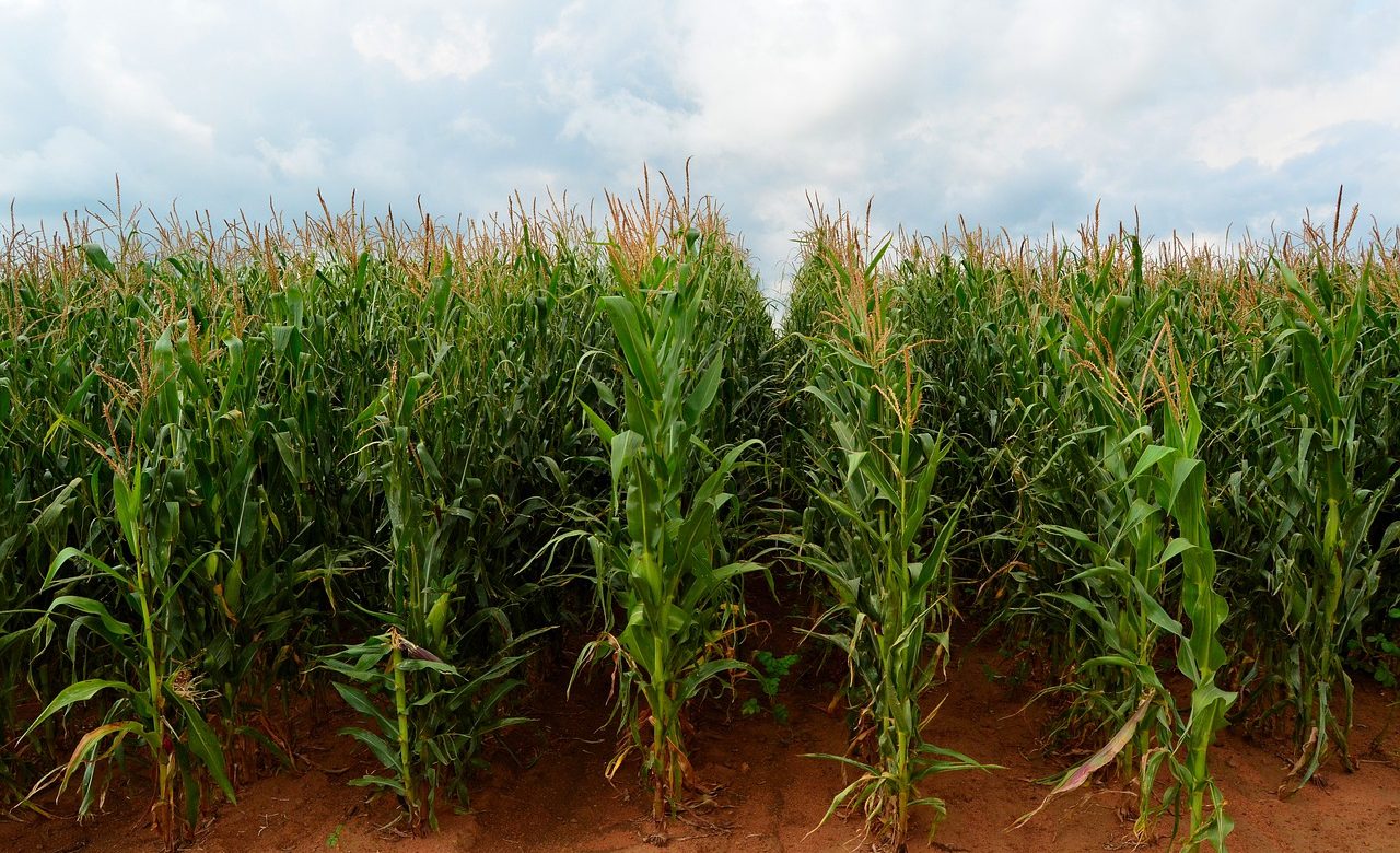 maize 4503781 1280