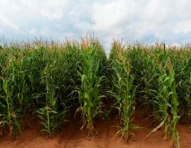 maize 4503781 1280