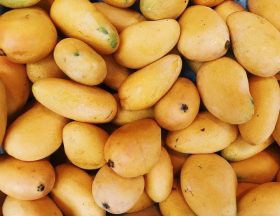 mangue