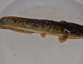 poisson chat