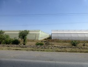 Ethiopie Serres horticoles 2