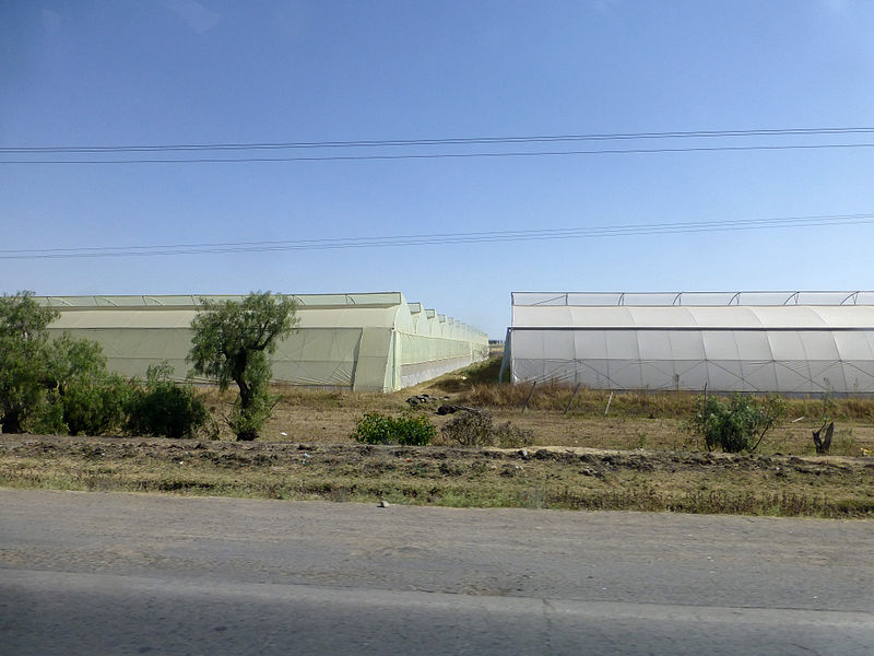 Ethiopie Serres horticoles 2