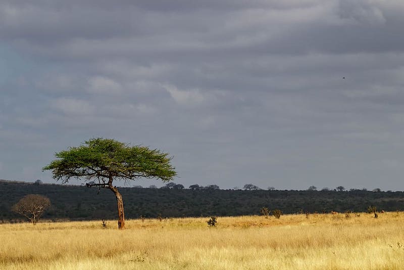 africa kenya safari nature