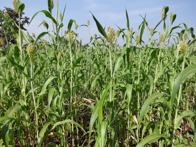 nature grass growth plant field farm 1110373 pxhere.com