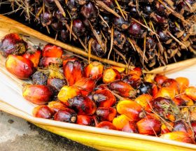 nature plant fruit palm tree seed ripe 602339 pxhere.com
