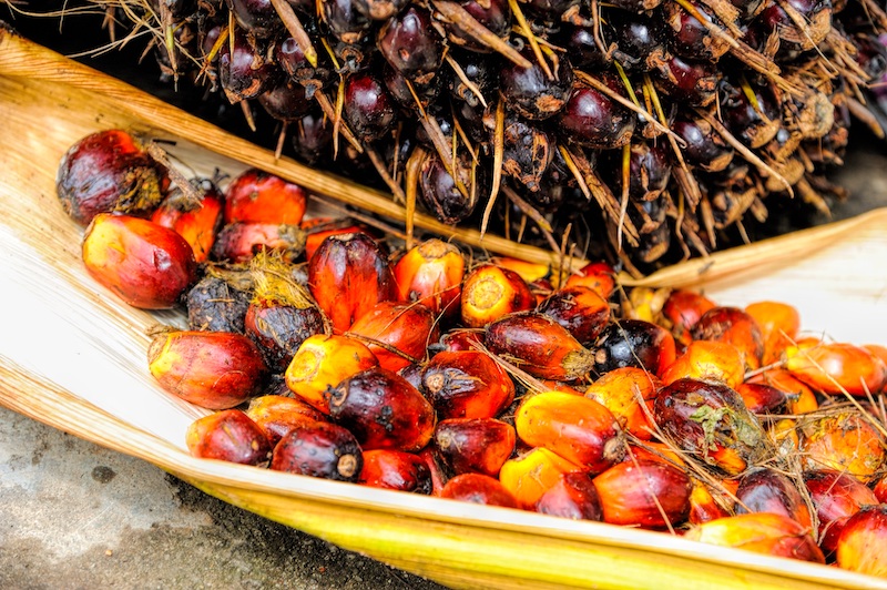 nature plant fruit palm tree seed ripe 602339 pxhere.com