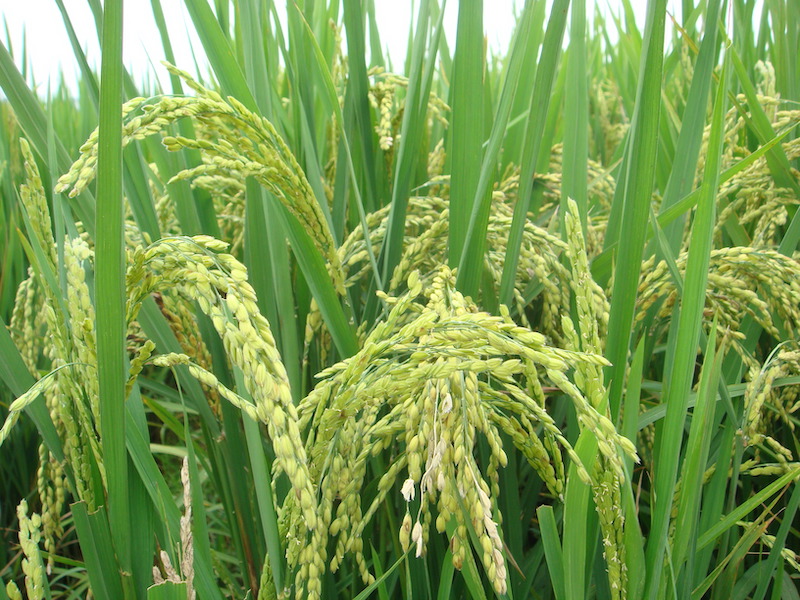 rice agricultural paddy fields plant grass 1593891 pxhere.com