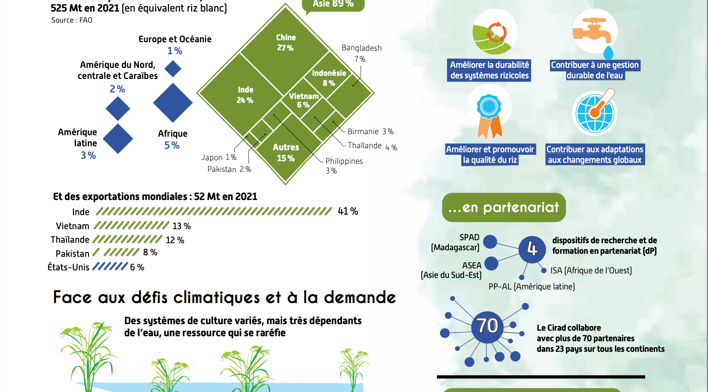 riziculture afrique