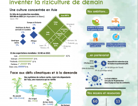 riziculture afrique