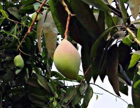tree nature branch bird plant fruit 1105515 pxhere.com