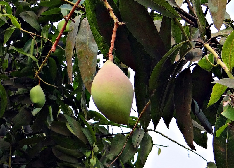tree nature branch bird plant fruit 1105515 pxhere.com