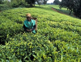 kenya limuru town tea plucker