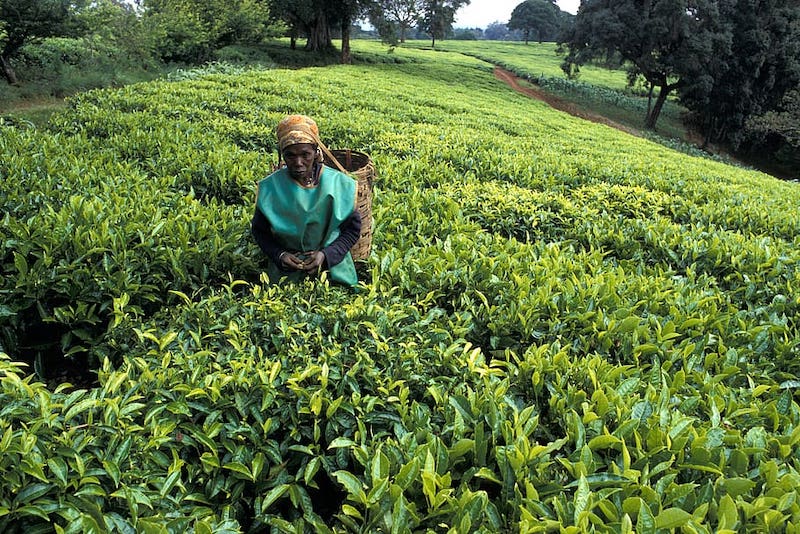 kenya limuru town tea plucker
