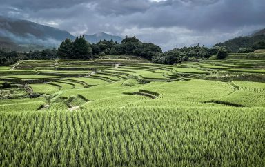 rice terraces 6563342 1280