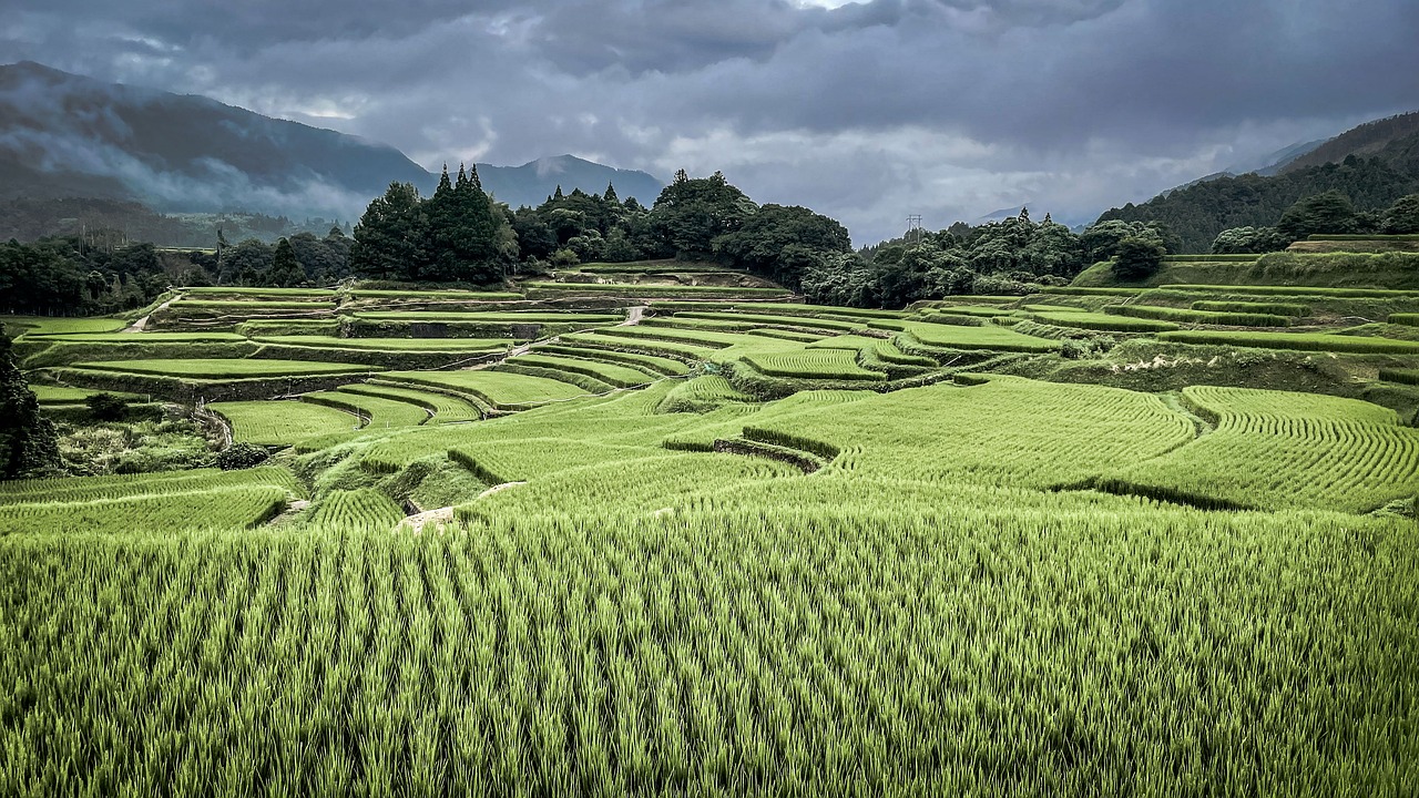 rice terraces 6563342 1280
