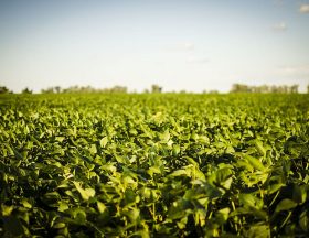 soja campo soy field