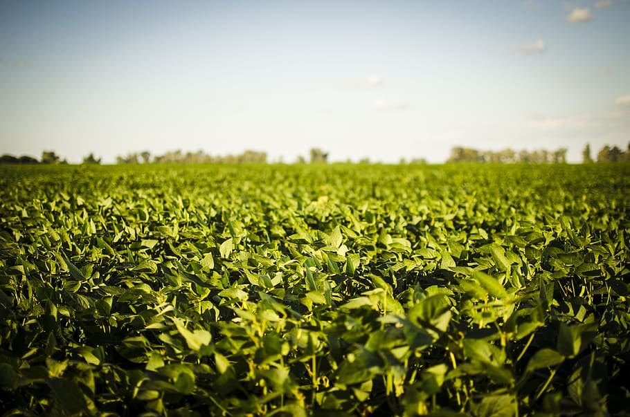 soja campo soy field