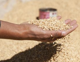 Ble afrique ajansen iStock
