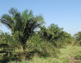 oil palm 287878 1280