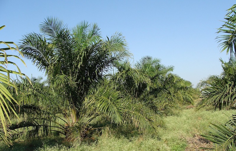 oil palm 287878 1280