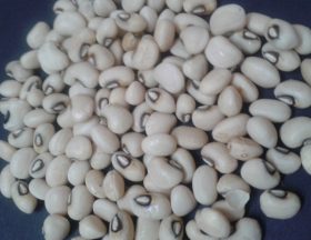 5 காராமணி Vigna unguiculata