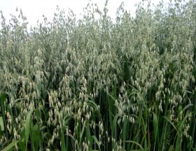 grass plant field wheat grain prairie 570977 pxhere.com