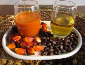 Palm Oils outer pulp vs kernel from African Oil Palm Elaeis guineenisis